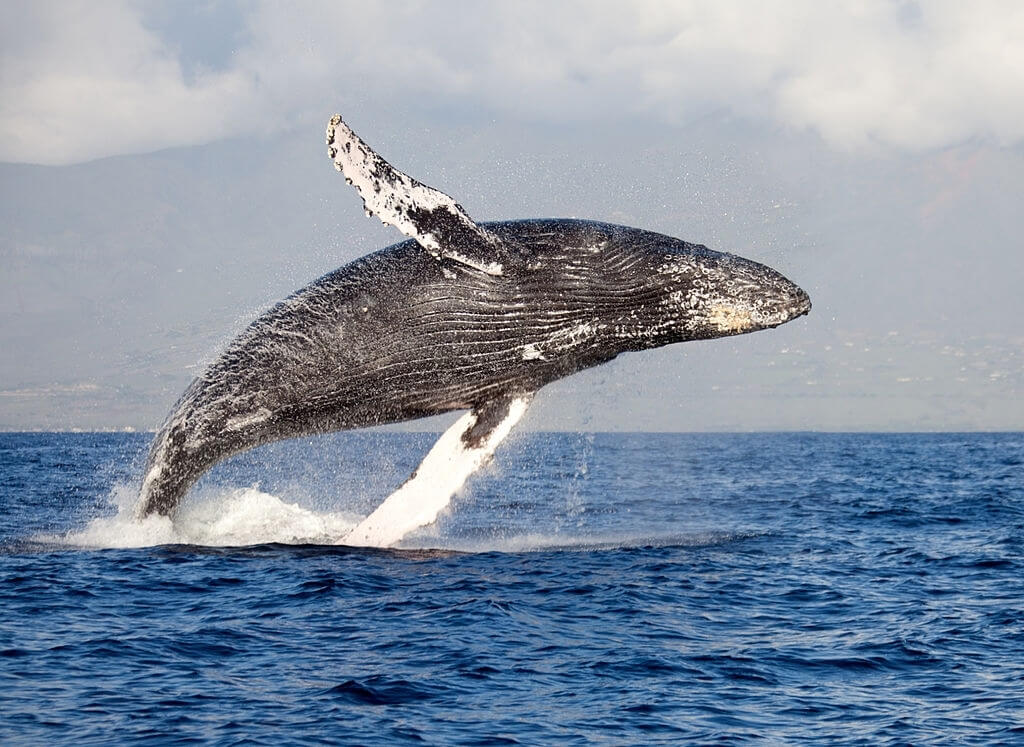 Excursion baleine à bosse