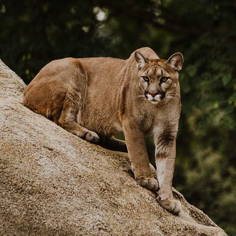 Gros chats Argentine