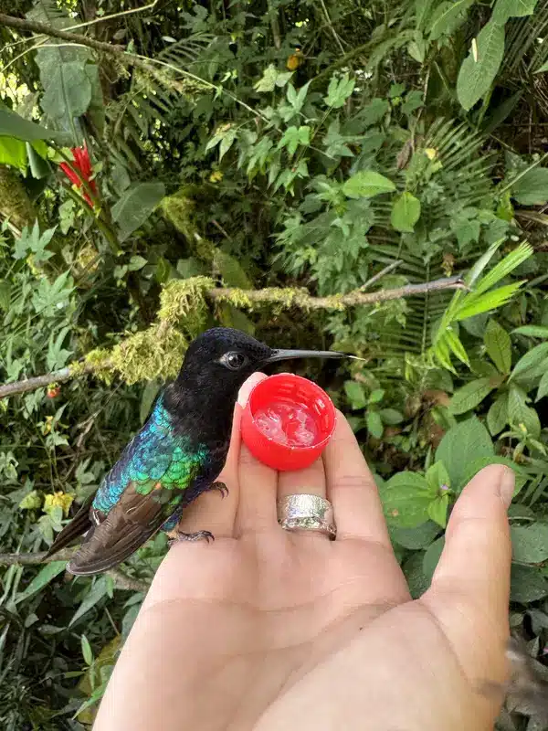 Voir les Colibris à Mindo