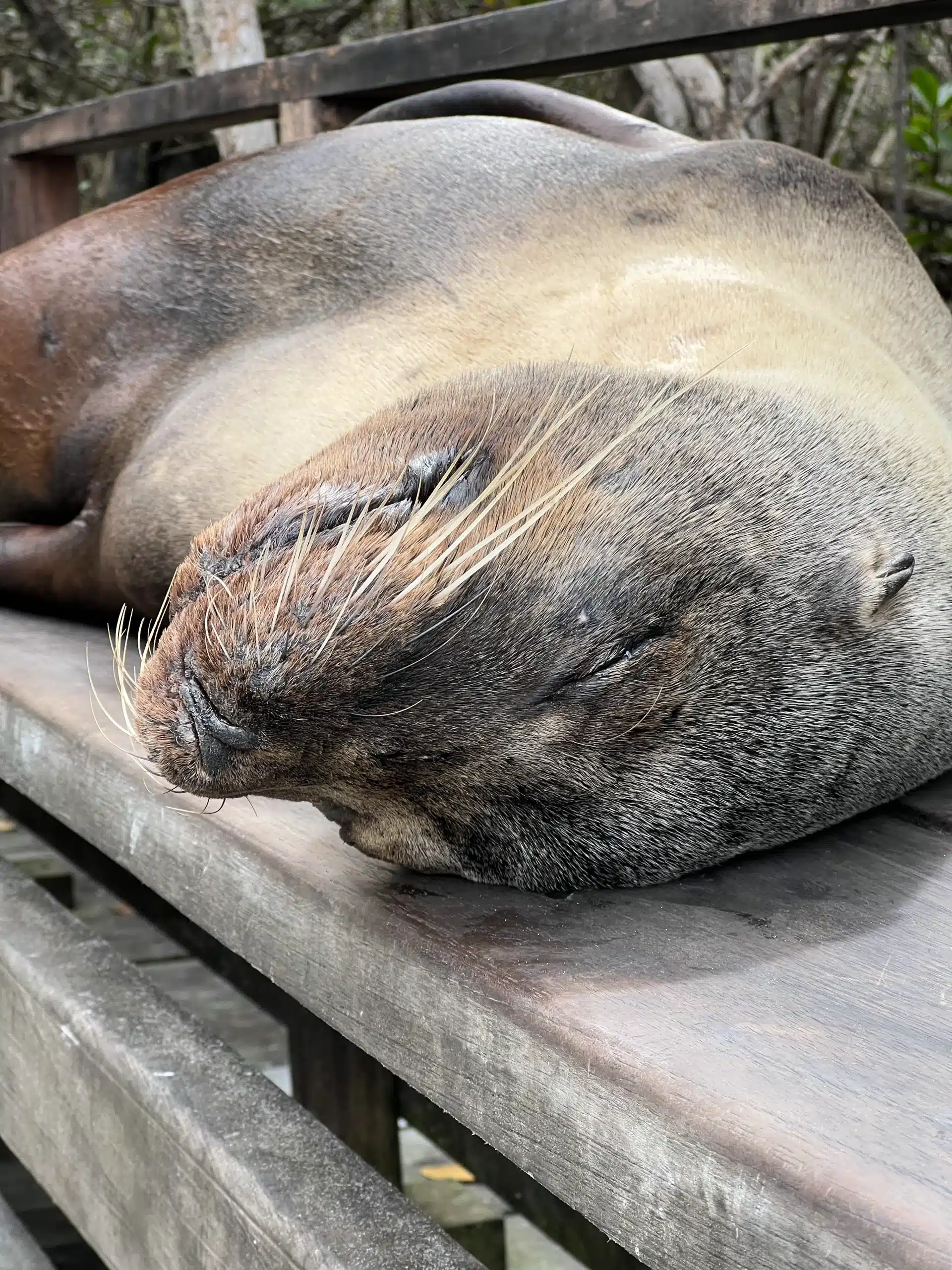 animaux emblématiques Galapagos