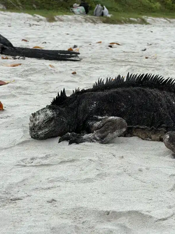 iguane marin