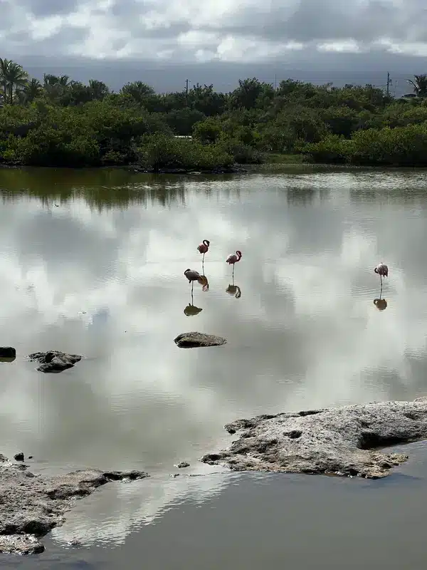 Animaux emblématiques Isabela