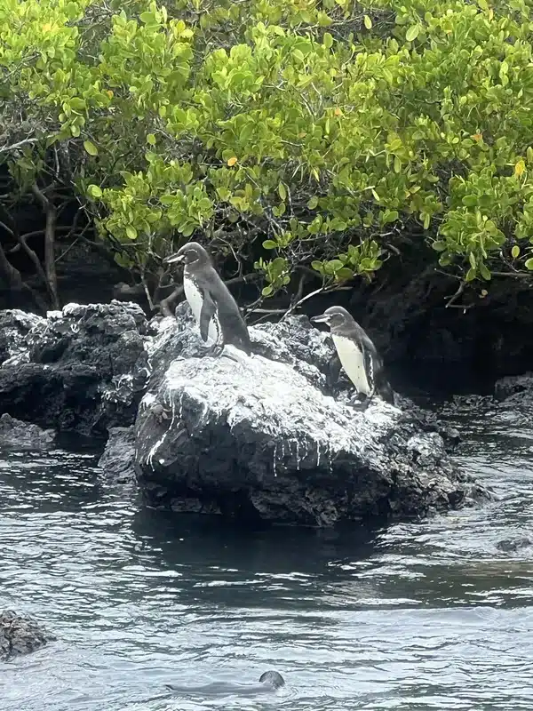 Pingouins des Galapagos
