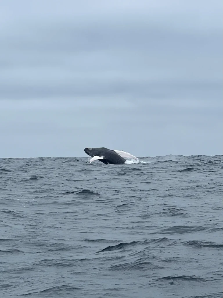 Observer les baleines