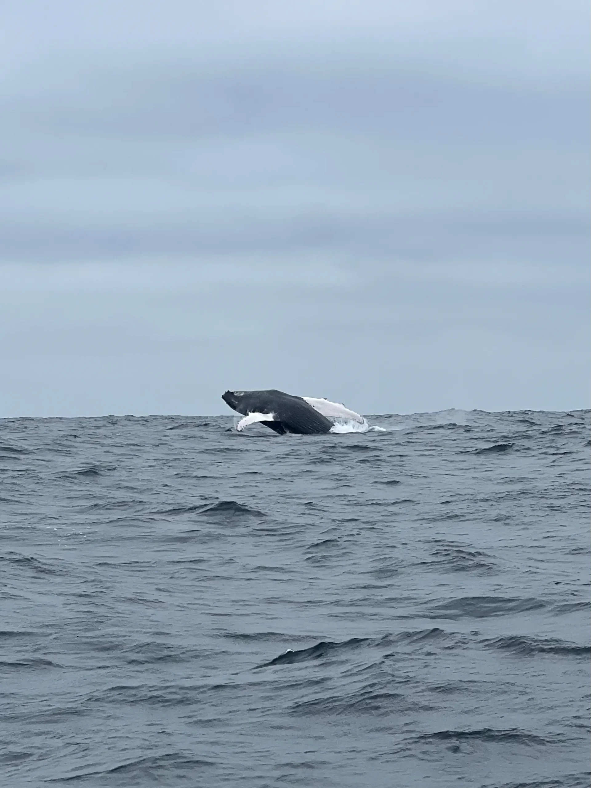 Observer les baleines