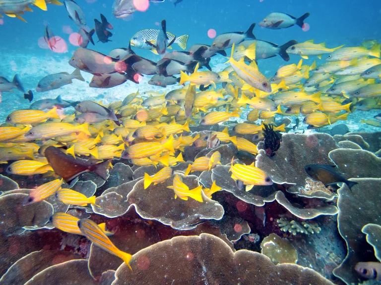 Où passer le cours Divemaster ? Top des destinations et guide complet
