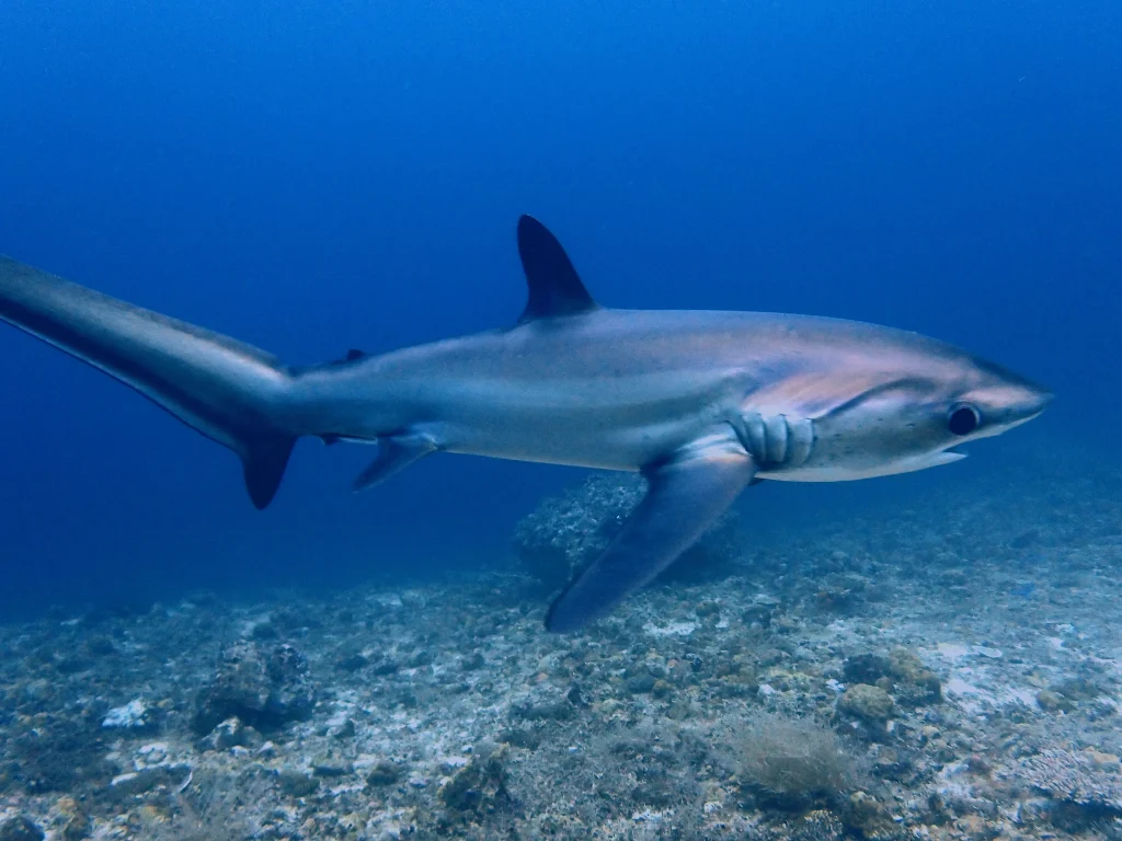 Requin renard - Tresser shark Malapascua